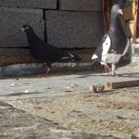 فروش 4عدد ماده درجه یک