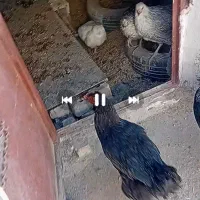 فروش ۲۰ دانه مامر|حیوانات مزرعه|دیواندره, |دیوار