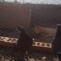 زاغ پلنگ کرمونی گوئک|پرنده|راور, |دیوار