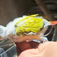 گرینچیک دایلوت
