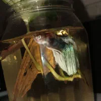 ماهی فایتر نر|ماهی|مشهد, شهرک بهارستان|دیوار