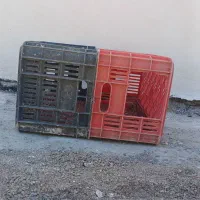 آقل مرغ