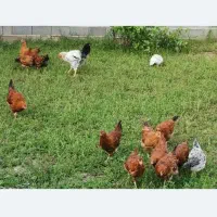 فروش مرغ و خروس  محلی  گلپایگان، کاملا ارگانیک