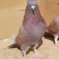 ۴طوق کبوتر اصیل یکجای ۱۵۰۰ مقطوع|پرنده|هشتگرد, شهرک اداری|دیوار