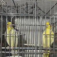 طوطی عروس مولد