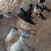 بز و کهره