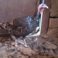 بقلمون رسمی انگلیسی