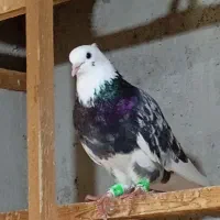 سلام فروش کفتر