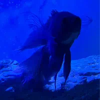 اسکار سلطنتی سوپرباله بلند و اسکار مسی|ماهی|تربت‌حیدریه, ۴۵ متری|دیوار