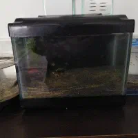 آکواریوم شیشه شفاف همراه ماهی گوپی و فایتر