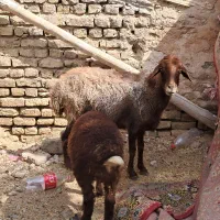 میش بره دار جوان قلم دار شیره دار گله گرد ضمانتی