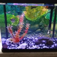 آکواریوم کامل ماهیران شرکتی  ma24