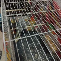 جفت عروس بالغ ماده ۵ تخم|پرنده|گلبهار, شهر جدید گلبهار|دیوار