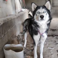 سگ هاسکی|سگ|بناب, |دیوار