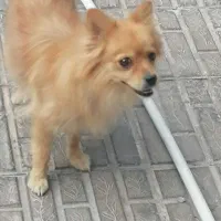 سگ پامر|سگ|بم, |دیوار