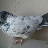 نرکله دمسبز|پرنده|نجف‌آباد, هفده شهریور|دیوار