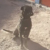 سگ نر سرحال