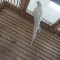 عروس هلندی آلبینو