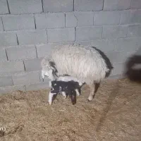 گوسفند بره دوقلو زا همگی شک‌ و کوه اول بره