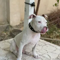 سگ پیت بول|سگ|اسلامشهر, شهرک احمدیه|دیوار