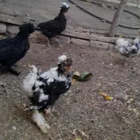 مرغ