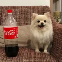 سگ آپارتمانی شی وا وا موبلند|سگ|خرم‌آباد, |دیوار