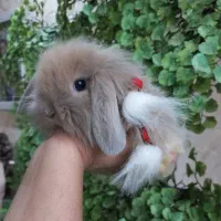 خرگوش های مینی لوپ نژادهای مختلف لوپی لوپ