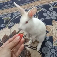 خرگوش
