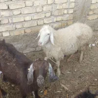 میش و بز و کهره|حیوانات مزرعه|کربال, |دیوار