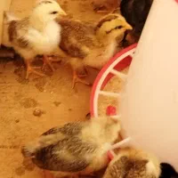 تعداد 100 عدد جوجه یک ماهه