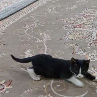 گربه|گربه|پلدختر, |دیوار