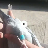 چهارتا گم شدن کفتر