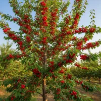 درآمد میلیاردی با نهال گردو موجودی محدود،تماس فوری|خدمات باغبانی و درختکاری|الیگودرز, |دیوار