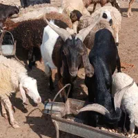 گوسفند برای قربانی