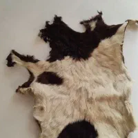 پوست بز خشک شده