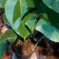 گل دیفن باخیا|گل و گیاه طبیعی|قم, خداکرم|دیوار