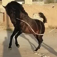 سیلمی کورد|اسب و تجهیزات اسب‌سواری|نطنز, |دیوار