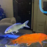 ماهی اکواریوم|ماهی|تهران, مجیدیه|دیوار