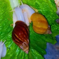 فروش حلزون .توضیحات بخونید