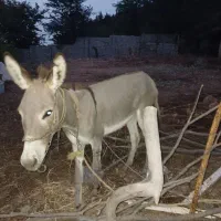 کره خر قیمت توافقی
