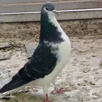 دمگیر فروشی