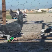 مگسی و فیلی گمشده غروب بازی