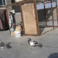 قفس مرغو خروس کبوتر سگ....