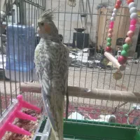 عروس هلندی  .