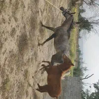 اسب کرد و کره کرد کره ۶ ماهه|اسب و تجهیزات اسب‌سواری|خوی, |دیوار