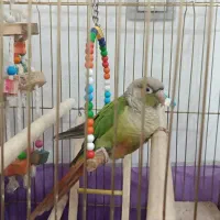 گرینچیک فول اهلی