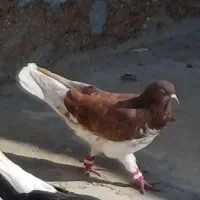 کاشانی.طوقی . دمسفید|پرنده|مسجد سلیمان, |دیوار