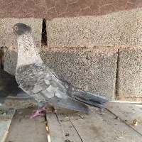 کفتر الماسی طوق سفید نر|پرنده|مشهد مرغاب, |دیوار