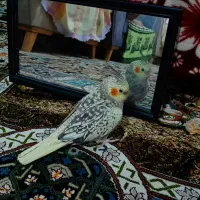 گمشده عروس هلندی