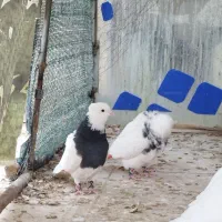 کبوتر جفتی طوقی|پرنده|بجنورد, |دیوار